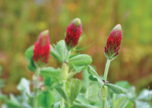 Solutions-Naturelles-Enrichir-Proteger-Durablement-Sols-04 Nova Flore Champigné Les Hauts d’Anjou Solutions Naturelles Enrichir Protéger Durablement Sols