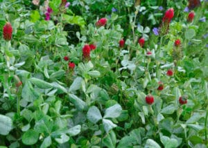 V-ZT-Bio-Tempo-Fertilite-01 NOVA FLORE PROFESSIONNEL CHAMPIGNE LES HAUTS D ANJOU FLEURISSEMENT